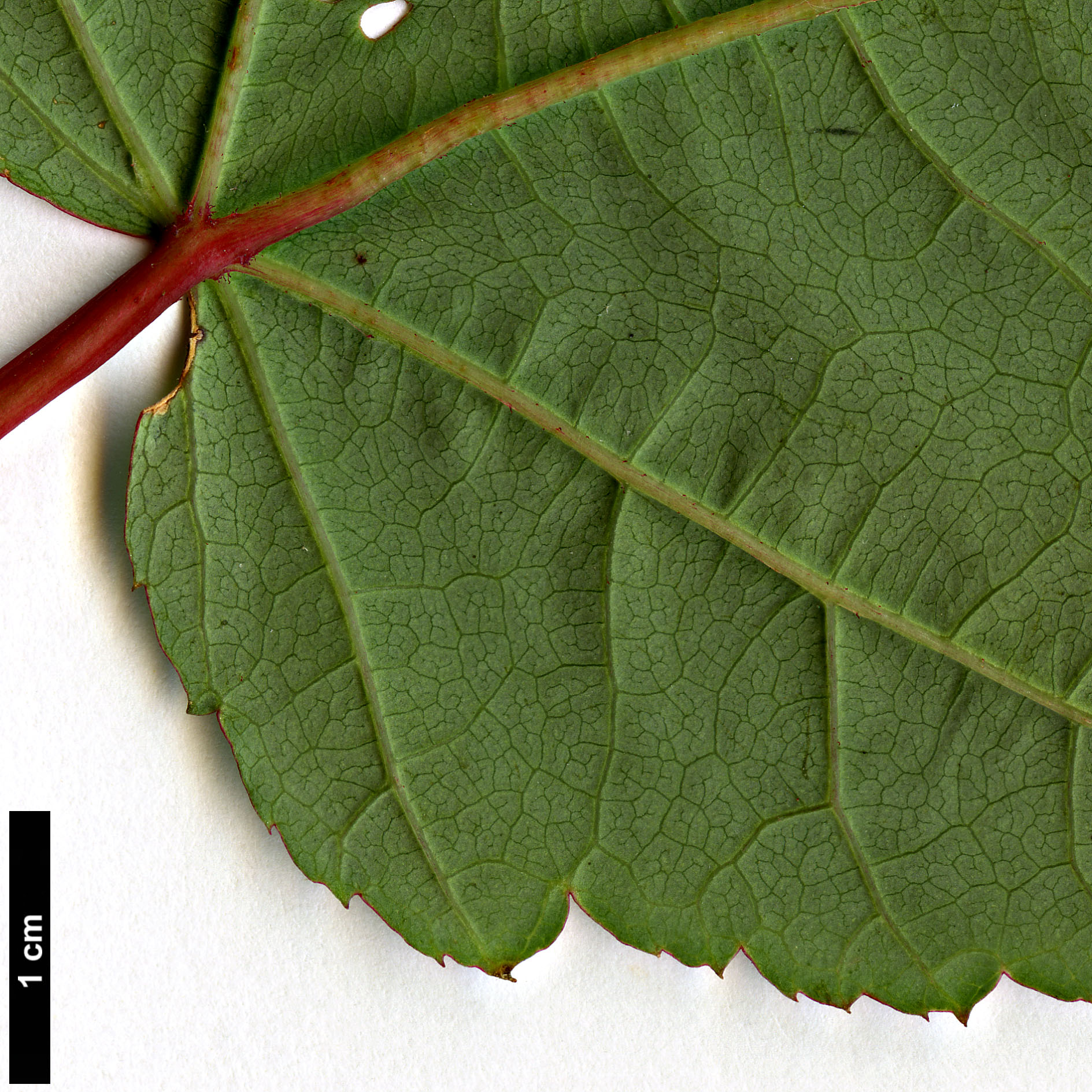 High resolution image: Family: Sapindaceae - Genus: Acer - Taxon: pectinatum - SpeciesSub: subsp. taronense